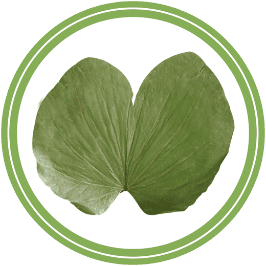 Sal Leaf